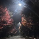 우화정휴게소 | 2025년 11월 셋째주 내장산 케이블카 근황 (사람,주차장,운영시간)