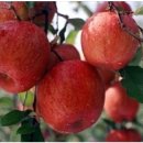 김태희농장 이미지