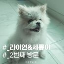 브이아이피서비스 이미지