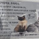 화이트빌헤어 이미지