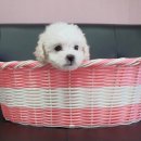 the 굿 dog 이미지