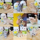 멍냥스타 강아지분양 고양이분양 이미지