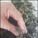 질경이농장 이미지