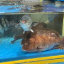 라이브짐 목동점 | 강서수협 후기 _ 강서 수산물 시장 '강화수산' 참돔모둠회 포장, 메이필드호텔 맛집 추천!