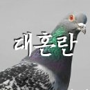 시집못간 돼지 이미지