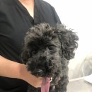 민트동물병원 이미지