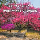 율곡로 | 이번주 서울핫플레이스 창덕궁홍매화 실시간 살구꽃 포토존 주말