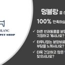 강아지분양 멍블랑 인천청라본점 네이버블로그