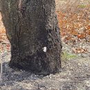 서울숲11 | 2026 벚꽃 개화시기, 서울숲 벚꽃 스팟, 서울숲 통제, 주차장 후기