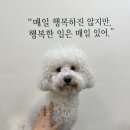 비마인 독 이미지