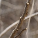 붉나무 Rhus javanica L. 이미지