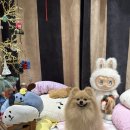 TAAFFE 타피 쇼룸, 허그미 스너글 클래식핑크 M사이즈, 강아지방석후기