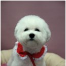 나나 펫 살롱 이미지