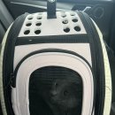 고양이무마취미용 무냥무냥 대구점 이미지