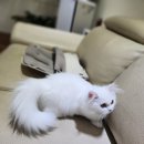 파주고양이미용 반하나캣 이미지