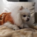 개소리펫샵 이미지