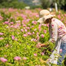 향수농장 이미지