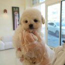 인천강아지분양 홍스퍼피 본점 | 우리 가족에게 찾아온 작은 행복, 인천강아지분양 인천강아지분양 홍스퍼피 방문 후기!