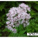 민들레농장 이미지