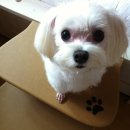 피정현 동물병원 이미지