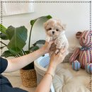 부산강아지분양 퍼피룸 이미지