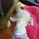 신길S동물의료센터 이미지