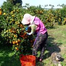 만복농장2 이미지