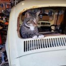 오지랖차수리 이미지