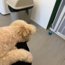 그루밍 아뜰리에 이미지