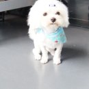 리틀애견 이미지