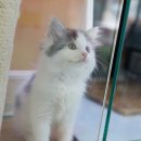 고양이분양은 노블캣 랙돌놀숲분양캐터리 대전점 | 늠름한 놀숲왕자님 :: 대전고양이분양은 노블캣 :: 분양중고양이일상 추가사진