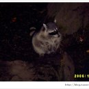 라쿤(Racoon) 이미지