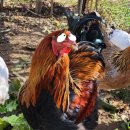 꽃보다닭 이미지