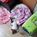 닥터 홍 동물병원 이미지