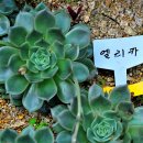 엘리카 - 진주시 진주대로 1031-5 | 엘리카