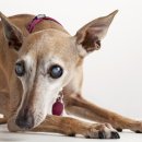 내방동물병원 이미지