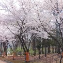 동원1차 무더위쉼터 | 대전 벚꽃 명소 한밭수목원 4월 꽃구경 식목일 가볼 만한 곳