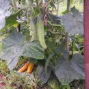 숲속농장 이미지