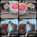 (주)인터펫코리아 | 인터펫코리아에서 ♦️ 치킨수프 클래식 키튼. 닭고기...체험하실 수 있는 기회를 얻어 후기작성하겠습니다.