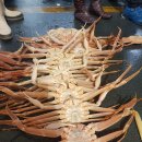 구룡포대게 이미지