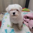 인제오개 네이버블로그