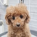 봉순이 | 천안애견미용전문점 멍스타 푸들 미용 (애견명:봉순이)