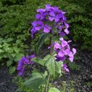 루나리아(lunaria)