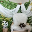 위드독애견스파풀빌라 이미지