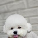 언니네 펫 네이버블로그