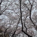 종합경기장 | 제주 벚꽃 실시간 개화 현황 | 4월 4일 제주종합경기장 &amp; 오라로 벚꽃길 방문 후기