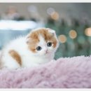 광주캐터리 네이버블로그