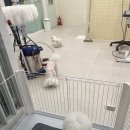 그루밍이즈 | 시흥능곡 애견미용 잘하는곳 그루밍이즈 솔직후기