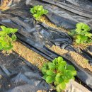 미하농장 이미지