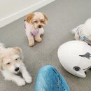 내 강아지의 봄 일산애견유치원&애견호텔 이미지